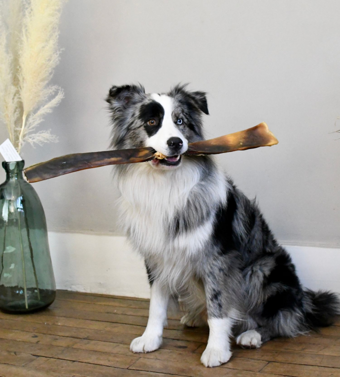 Cani gourmand présente ses friandises 100 naturelles et son calendrier