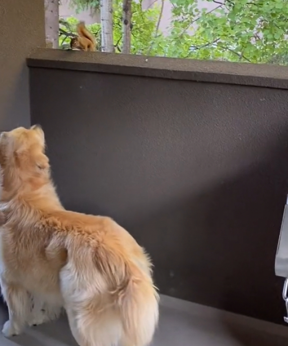 Un Cureuil Rend Visite Chaque Jour Un Golden Retriever Et Lui Fait