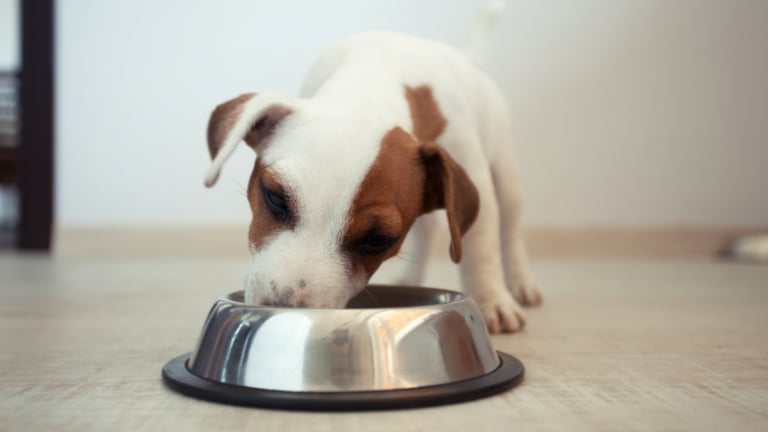 Les Allergies Alimentaires Du Chien Comment En Venir Bout