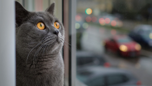 Un chat coincé dans une fenêtre en battant sauvé grâce à une incroyable