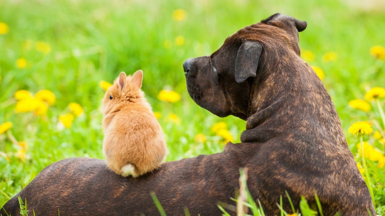 La cohabitation entre le lapin et le chien créer une bonne relation