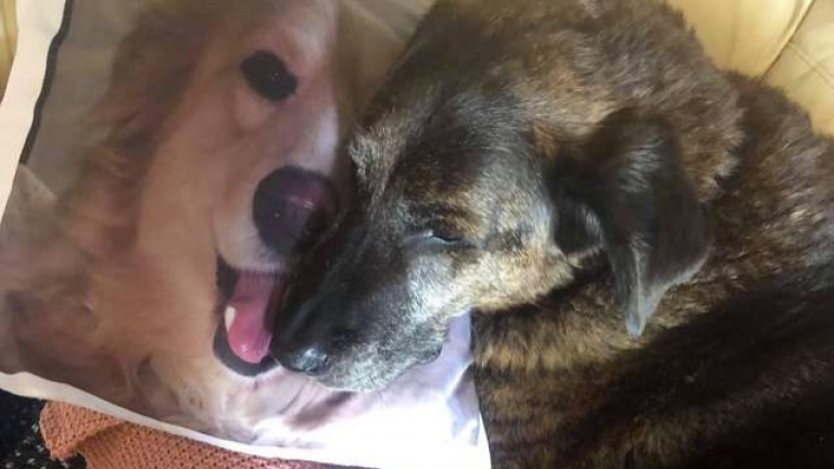 Inconsolable depuis la mort de son frère ce chien reçoit un