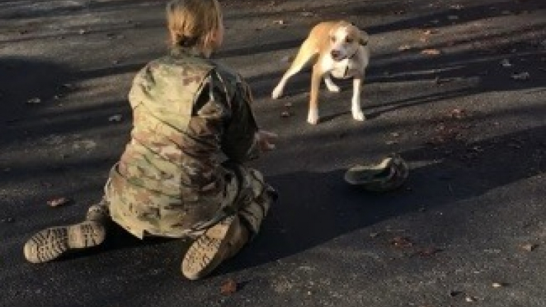 Retrouvailles Entre Un Chien Et Sa M Re D Abord Inqui T Il Est