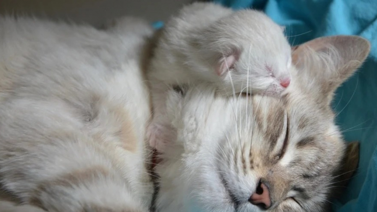 Incapable de faire ses adieux à son chat elle décide de le faire