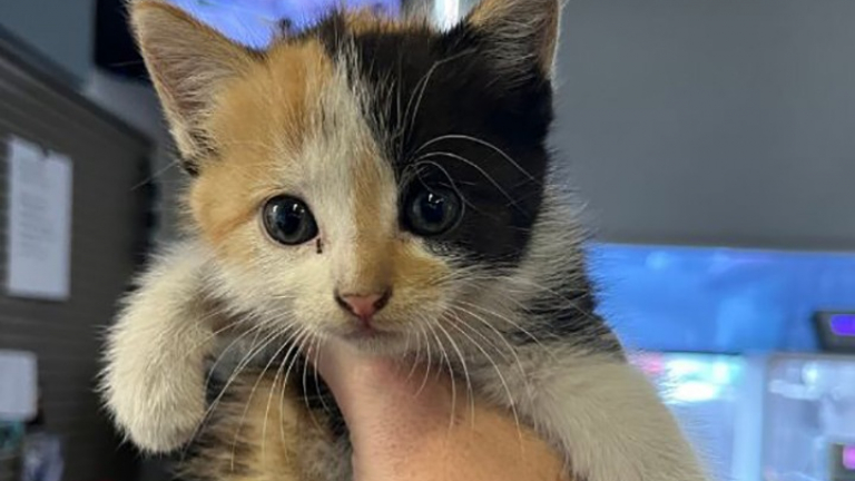 Un chaton abandonné dans une décharge à ciel ouvert trouve un nouveau