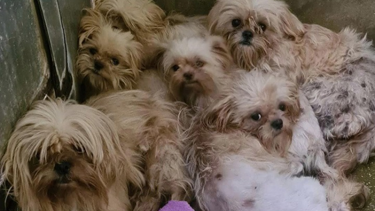 Plus de 90 Shih Tzu sauvés dune ferme à chiots aux conditions de vie