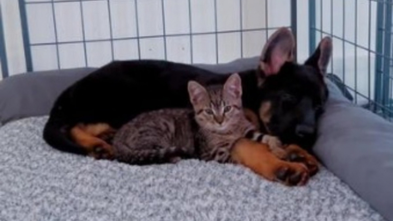 Un Chaton Abandonn Et Un Chiot Sauv De Justesse Se Rencontrent Au