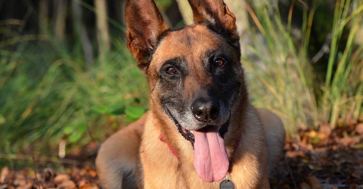 Après le vol d un chien sous les yeux des passants la police lance les