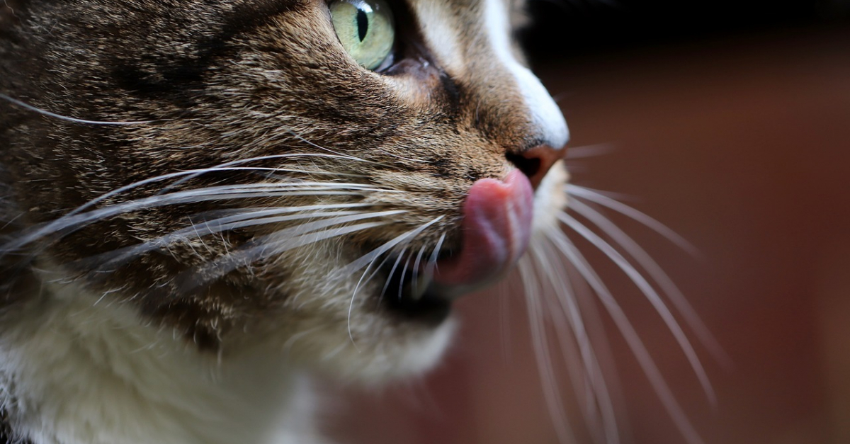 Préparer soi même les repas de son chat ou de son chien l importance