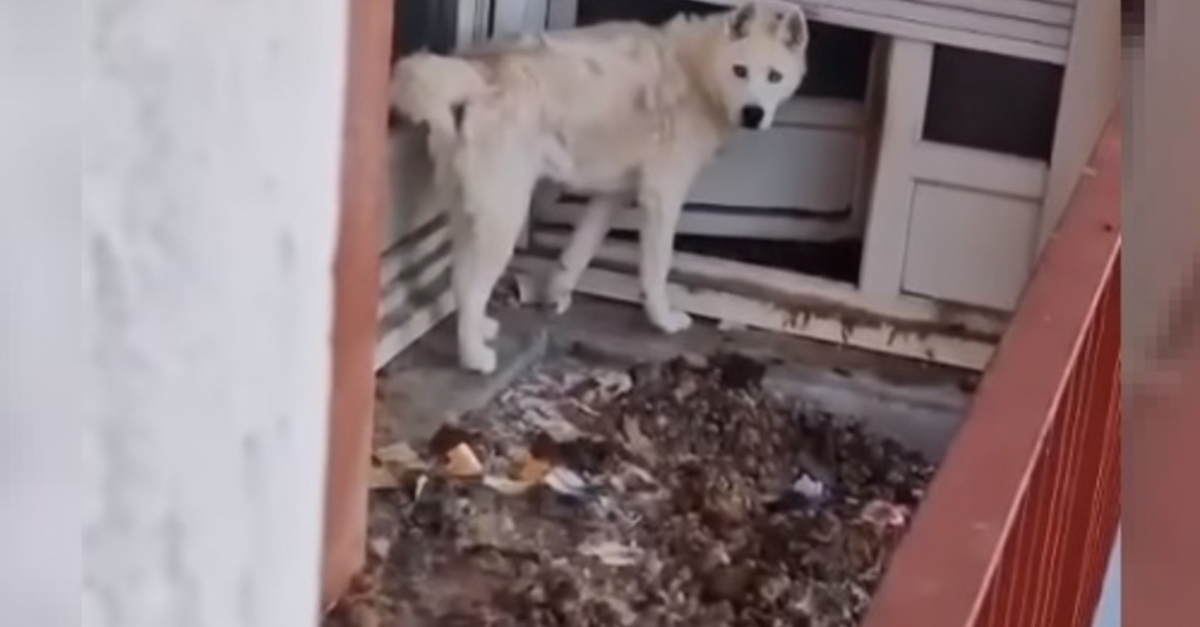 L Espoir Rena T Pour Oreo Husky Enferm Dans Un Balcon Insalubre