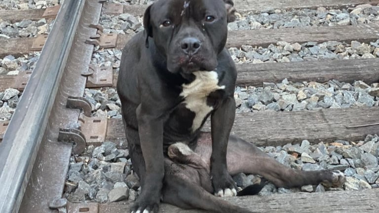 Ce Chien Retrouv Paralys Entre Les Rails Dune Voie Ferr E A D Fi