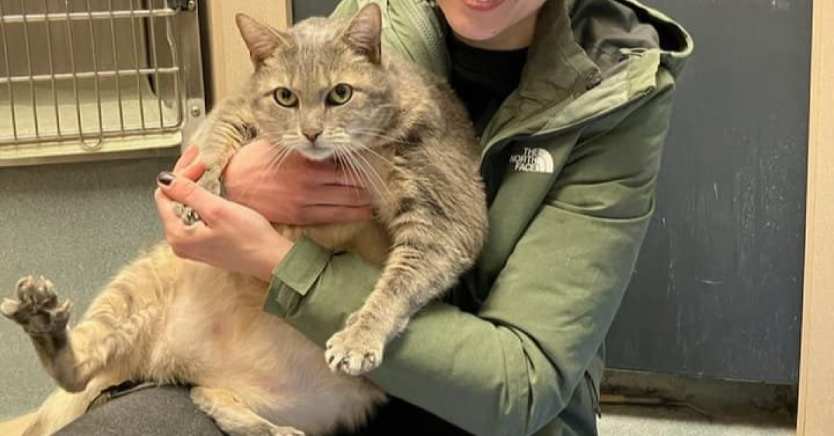 Ce Chat Grincheux Denviron 13 Kilos Recherche Une Famille Pour Laider