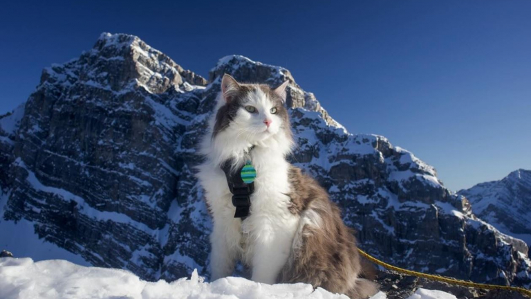 Ce chat aventureux qui adore skier avec son maître est devenu une