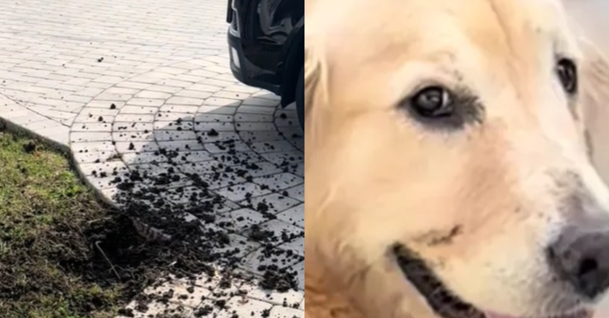 Cette chienne est tellement fière de sa bêtise quelle ne parvient pas