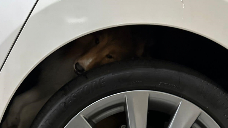 Un chien coincé dans le passage de roue d une voiture est secouru par