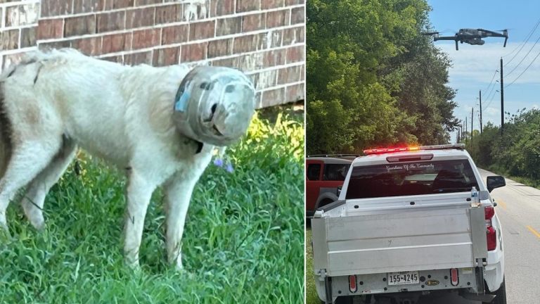 Des Moyens Colossaux D Ploy S Pour Retrouver Et Sauver Une Chienne Avec