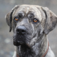 Cane Corso Caractère Santé Alimentation Prix Et Entretien