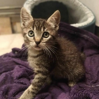 Photo de HATHOR  - Chat Mâle Européen