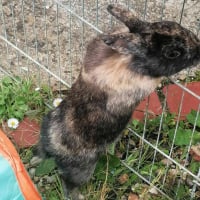 Photo de Fifi - Rongeur Femelle Lapin