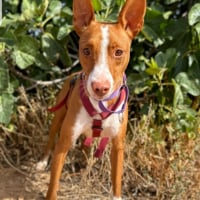 Photo de FRAMZY - Chien Mâle Podenco Canario