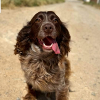 Photo de TOMASA - Chien Femelle Epagneul Breton