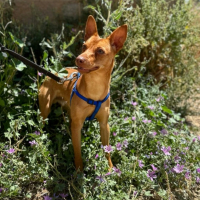 Photo de PACO - Chien Mâle Podenco Canario