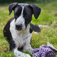 Photo de BANGUI - Chien Femelle de race inconnue