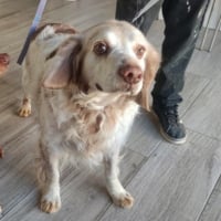 Photo de BOY - Chien Mâle Epagneul Breton