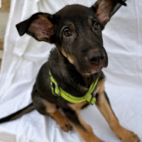 Photo de DUMBO - Chien Mâle Berger Allemand