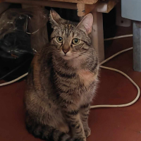 Photo de BIANCA  - Chat Femelle Européen