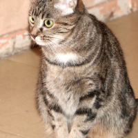 Photo de ENORA - Chat Femelle Européen