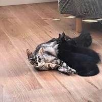 Photo de Freya et Vale - Chat Femelle Européen