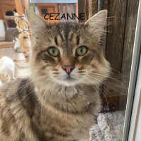 Photo de CEZANNE - Chat Mâle Européen