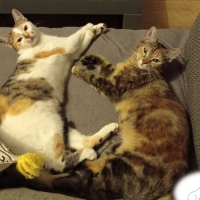 Photo de TALIE ET LEA  - Chat Femelle Européen