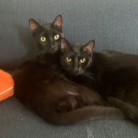 Photo de FINN ET MURPHY - Chat Mâle Européen