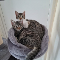 Photo de SHIRLEY et TWIGGY - Chat Femelle Européen