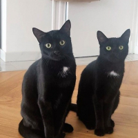 Photo de ASIA ET INDY  - Chat Mâle Européen