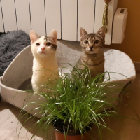 Photo de Leila et Sarah - Chat Femelle Européen