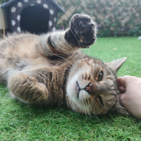 Photo de FALBALA  - Chat Femelle Européen