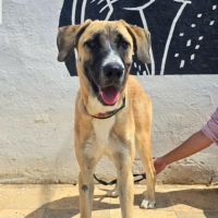 Photo de PATAS - Chien Femelle de race inconnue