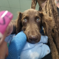 Photo de CHOCAPIK - Chien Mâle Epagneul Breton