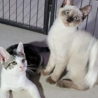 Photo de ROSE et JASMINE - Chat Femelle Européen