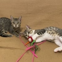 Photo de ELIOT et GRISOU - Chat Mâle Européen