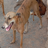 Photo de INDIRA - Chien Femelle Lévrier Espagnol