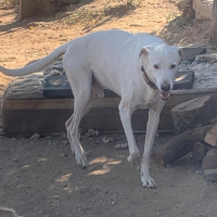 Photo de TURCO - Chien Mâle de race inconnue