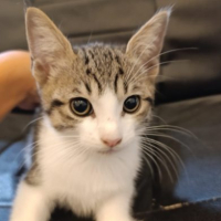 Photo de RORY - Chat Mâle de race inconnue