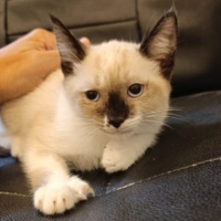 Photo de WILSON - Chat Mâle Européen