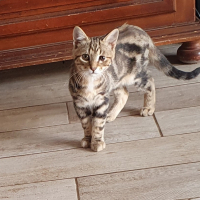 Photo de WILLIS - Chat Mâle Européen