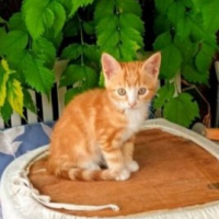 Photo de GARFIELD - Chat Mâle Européen