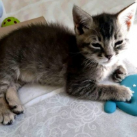 Photo de GRISELLE - Chat Femelle Européen